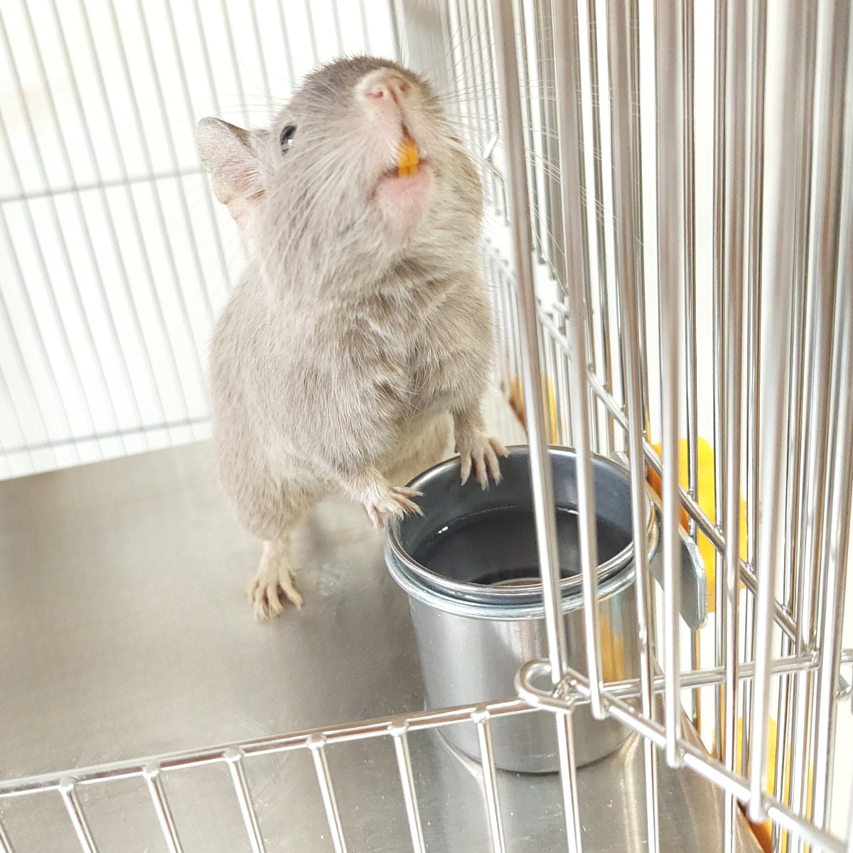 汚れにくくて飲みやすい「戦略的食事処」事故の心配もゼロ (デグー,小動物とデグーケージ用)