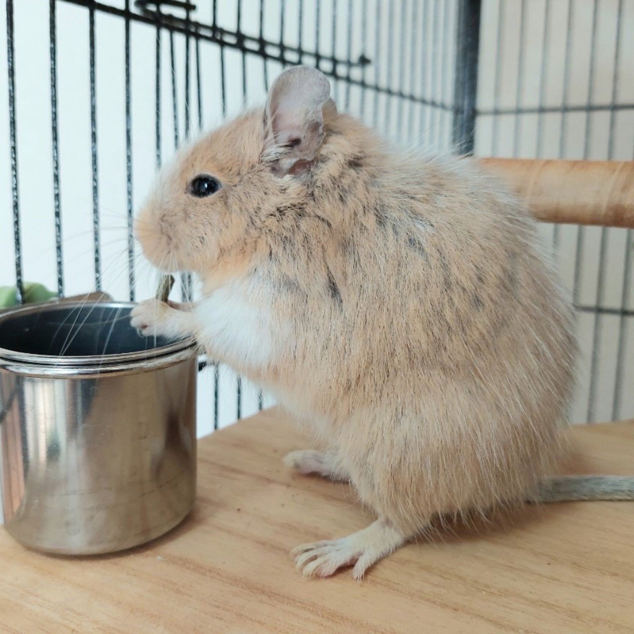 汚れにくくて飲みやすい「戦略的食事処」事故の心配もゼロ (デグー,小動物とデグーケージ用) – のびデグ